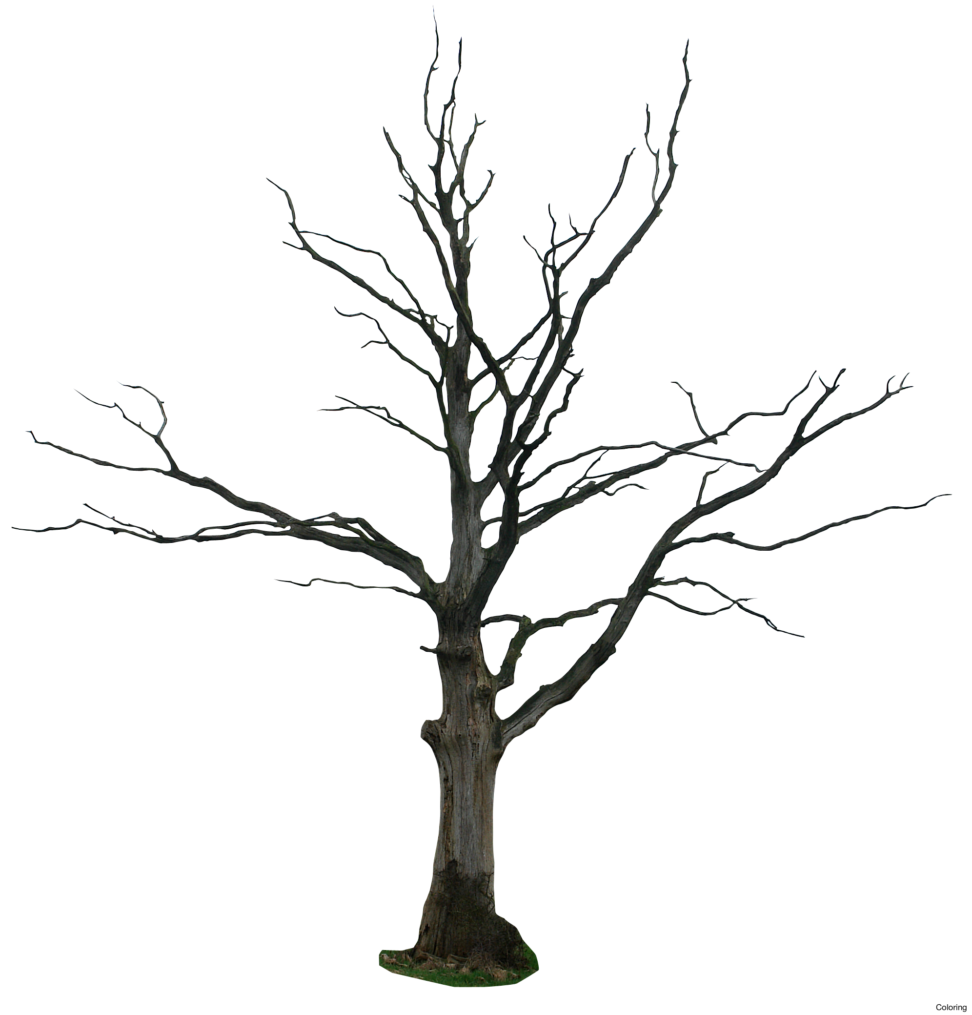 1992x2079 Collection Of Free Trunks Drawing Tree Bark Download On Ui Ex