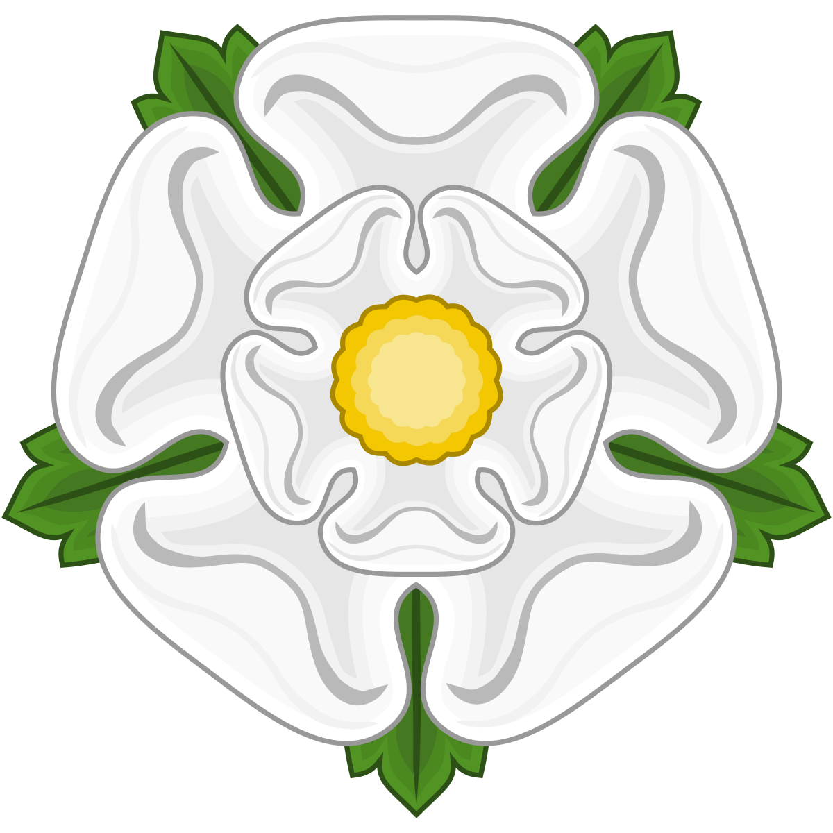 1200x1200 White Rose Of York