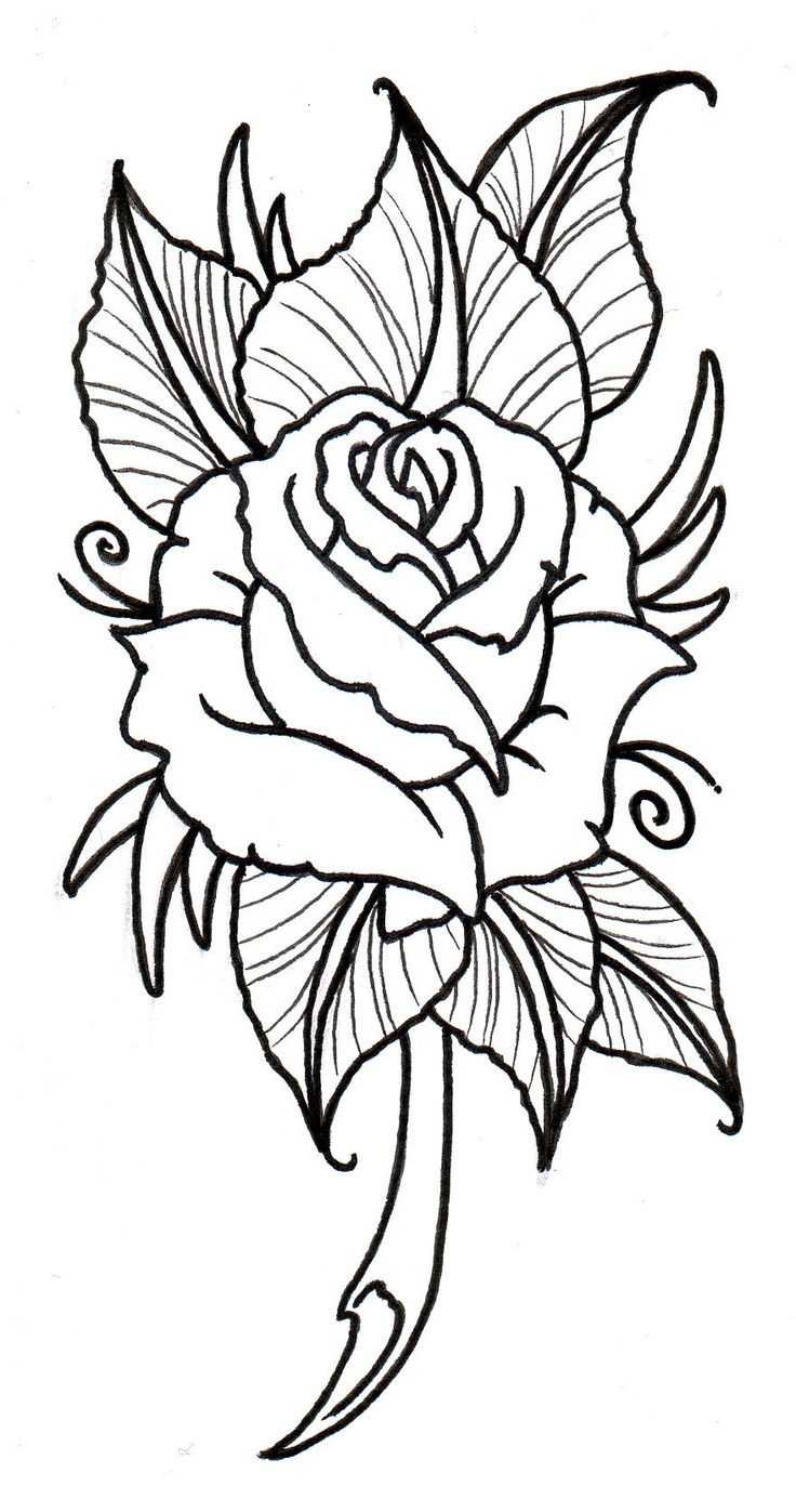 Tudor Rose Drawing