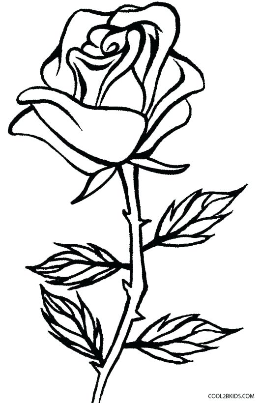 531x820 Rose Colouring