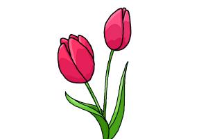 300x200 How To Draw A Tulip