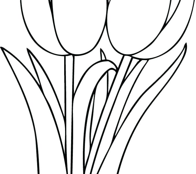 678x600 Simple Tulip Drawing Simple Tulip Flower Drawing