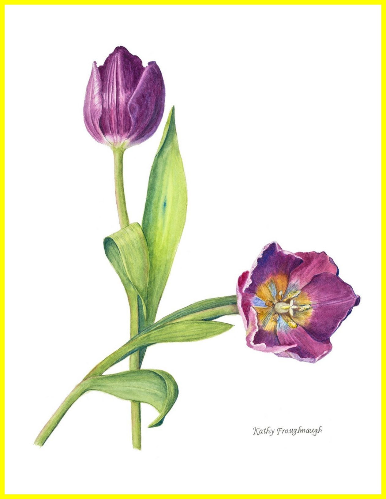1261x1630 Tulip Drawing Inspirationa Awesome Tulp Queen The Night Zoeken