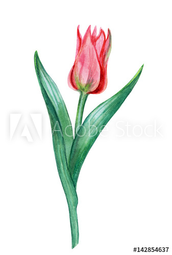 337x500 Tulip Drawing