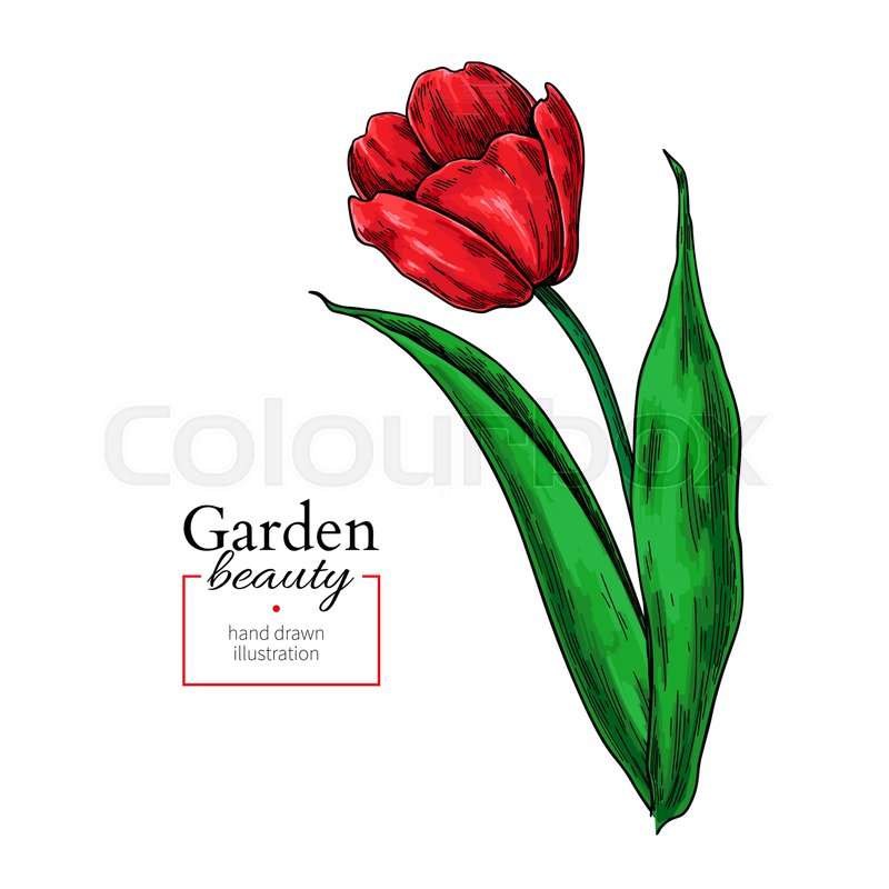 800x800 Tulip Red Flower And Leaves Drawing Stock Vector Colourbox