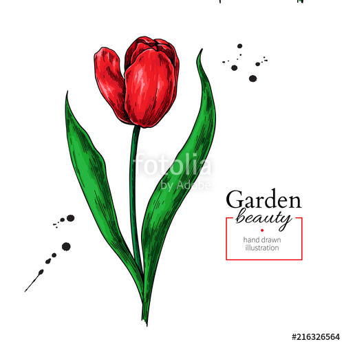 500x500 Tulip Red Flower And Leaves Drawing Vector Hand Drawn Floral