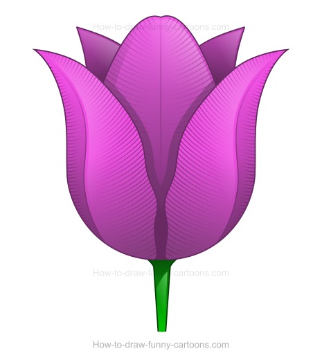 465x520 Creating A Tulip Drawing