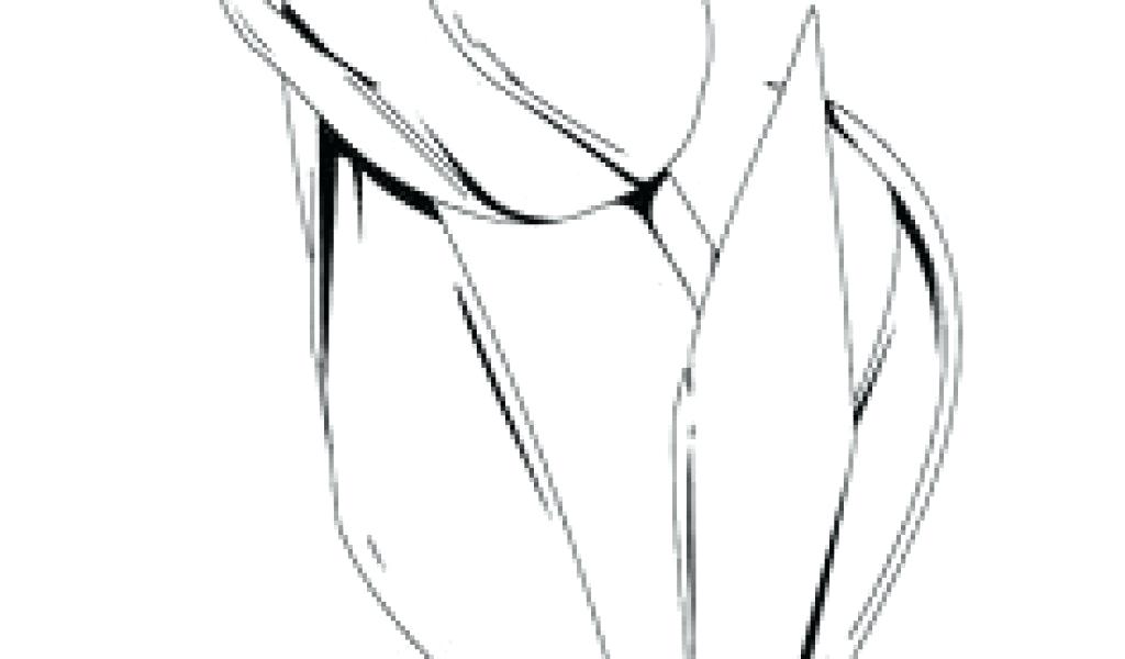 1024x600 Drawing Tulips Step