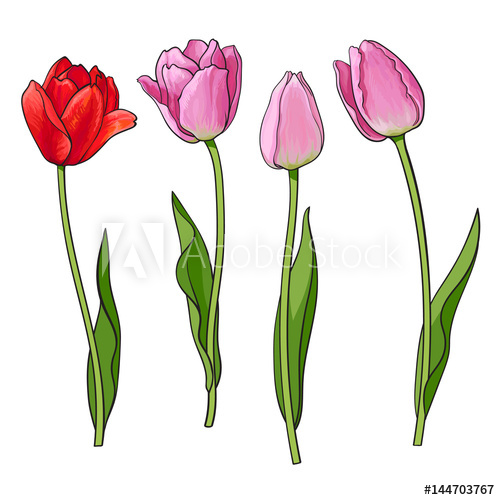 500x500 Hand Drawn Set Of Side View Red, Pink Open And Closed Tulip Flower