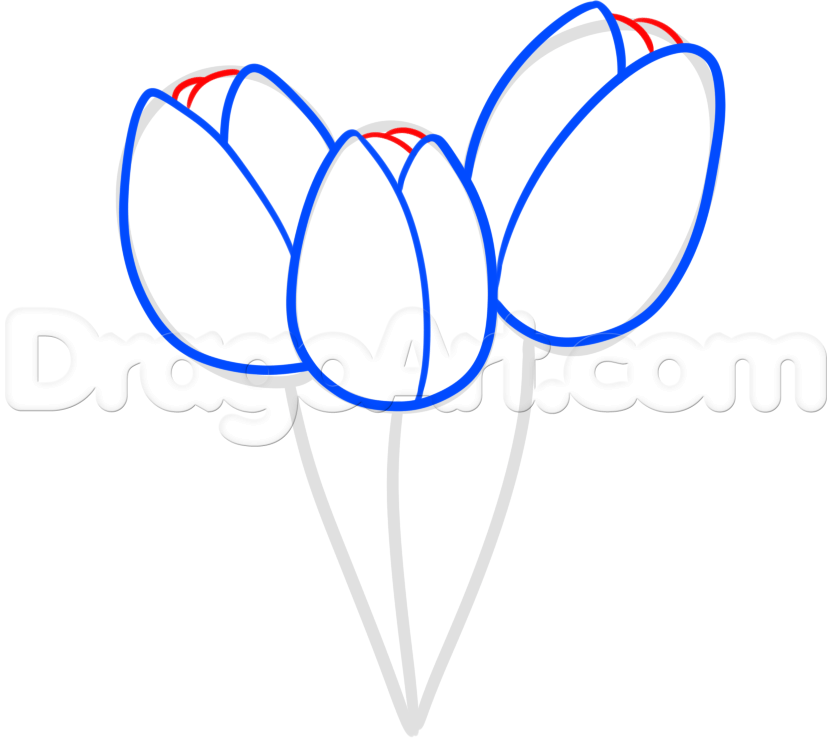 832x753 How To Draw Spring Tulips, Step
