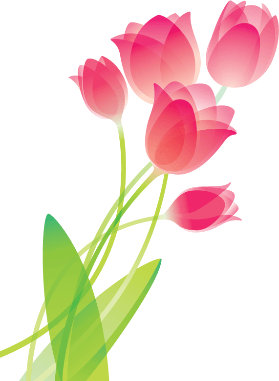 571x781 Drawing Coffee Tulip Transparent Png Clipart Free Download