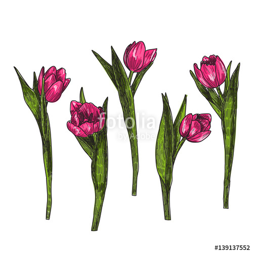 500x500 Hand Drawn Decorative Tulips Isolated On White Hand Drawn