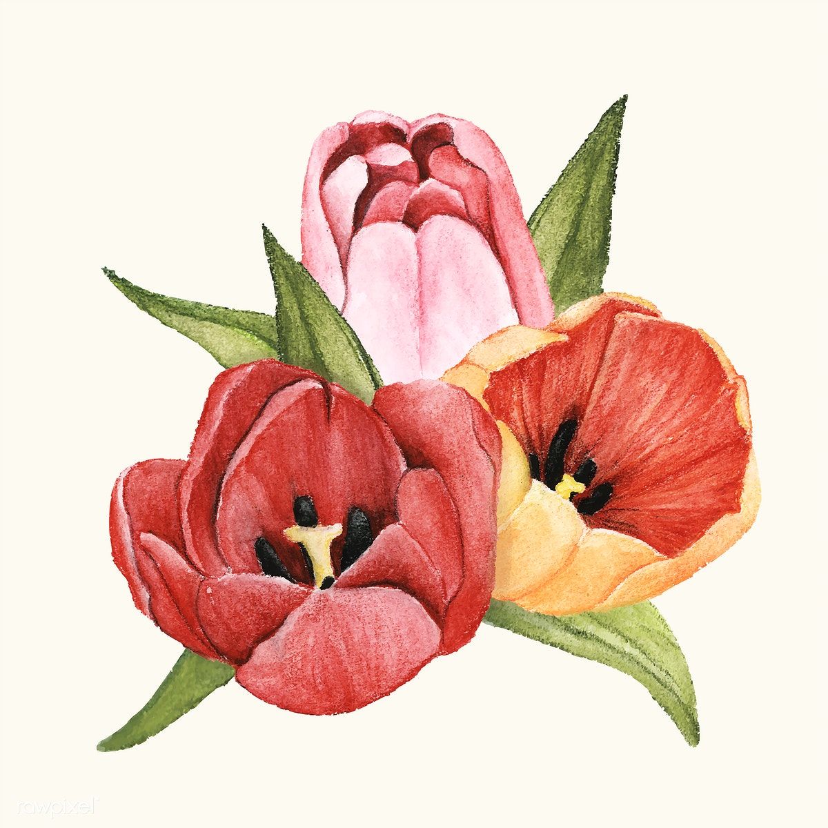1200x1200 Hand Drawn Tulip Flower Isolated Free Image