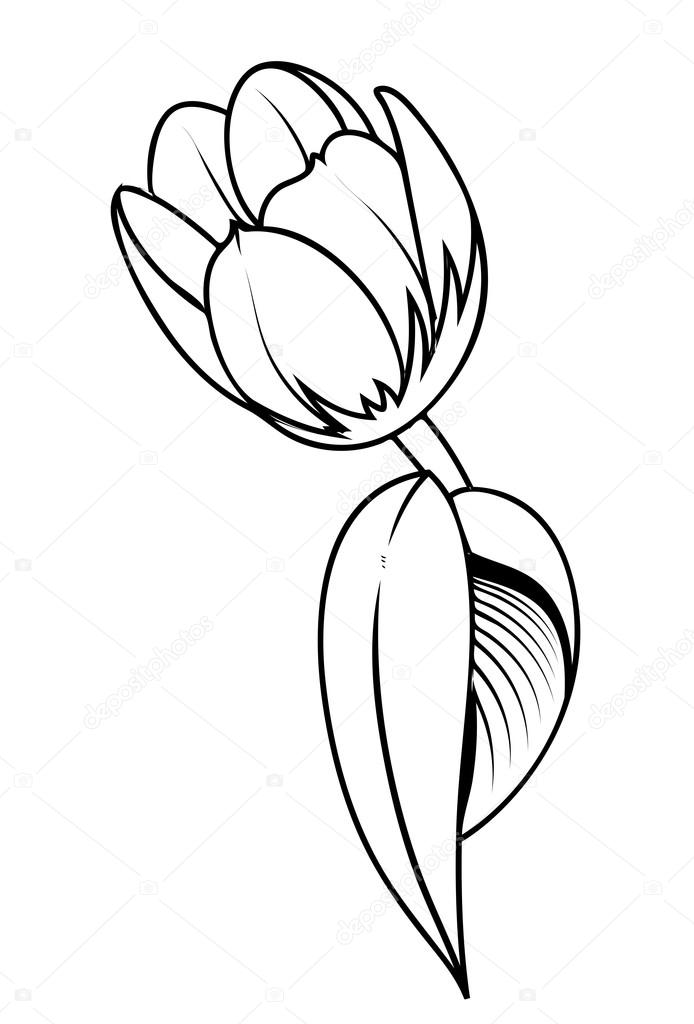 694x1024 Rose Drawing Tulip For Free Download