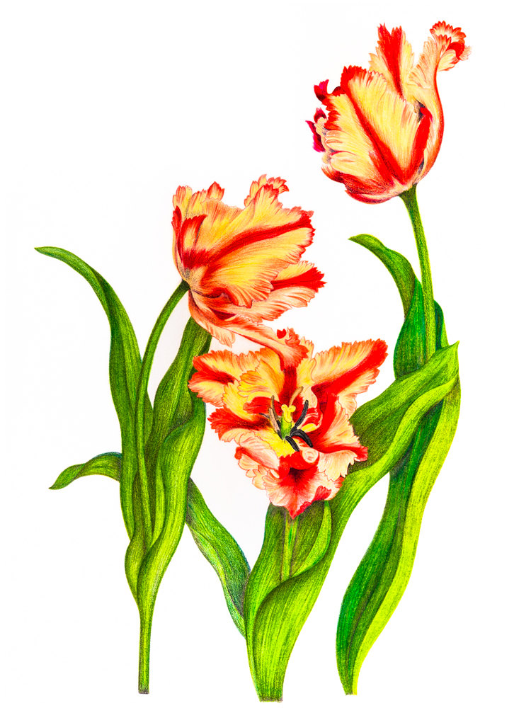 750x1000 Parrot Tulip Nature Colored Pencil Drawing Reproduction Fine Etsy