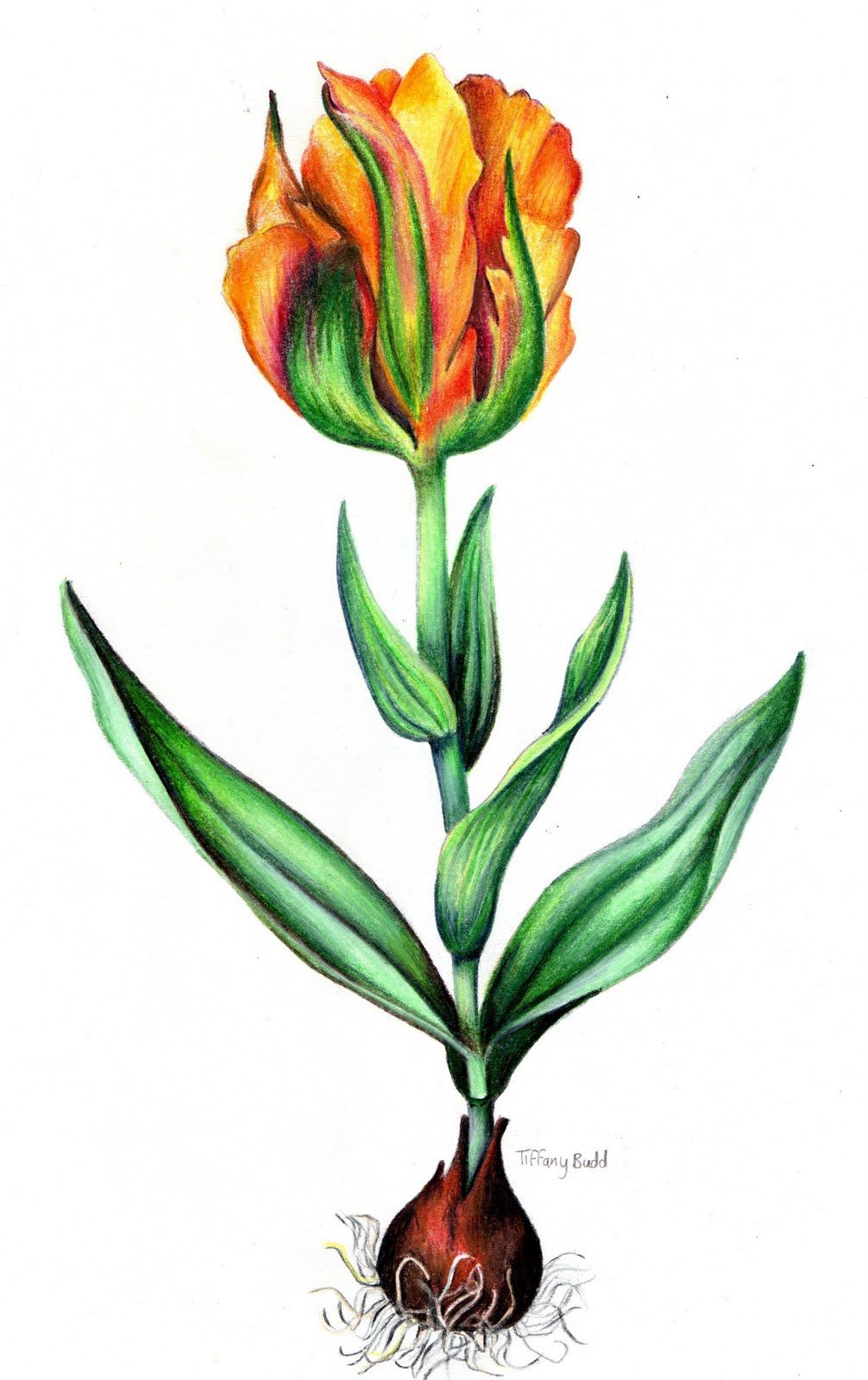 1006x1600 Tulips Paintings In Pencil Drawings