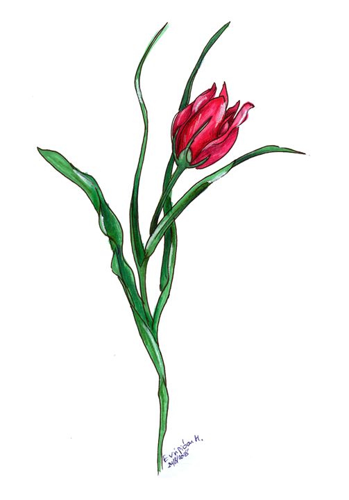 503x720 Red Tulip Drawing