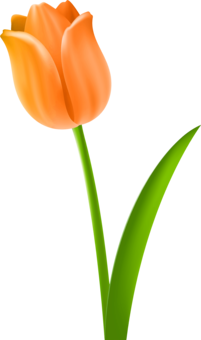 201x340 Symetrical Drawing Tulip Transparent Png Clipart Free Download
