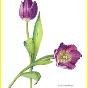 300x300 Tulip Drawing Best Tulips Pencil Drawing At Getdrawings