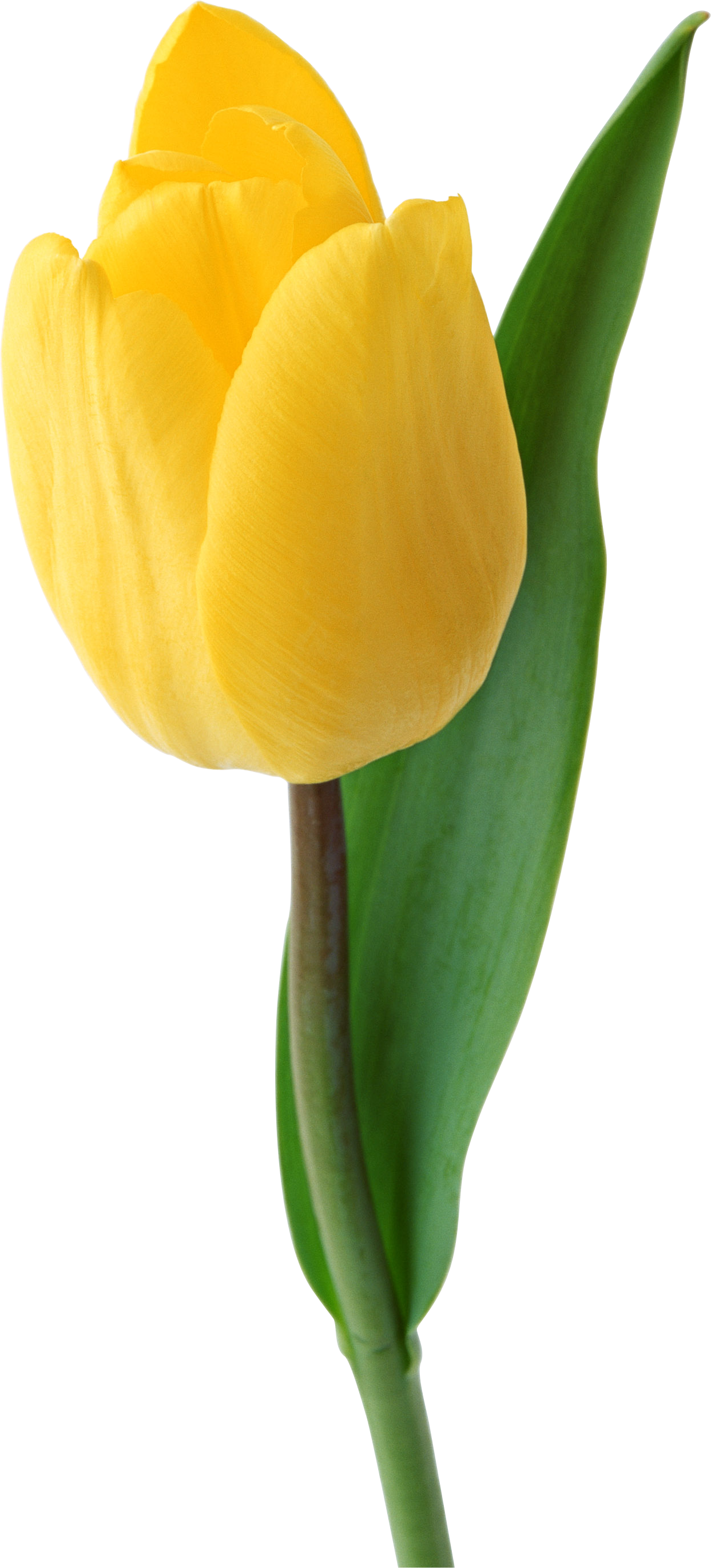 1243x2742 Drawing Tulip Yellow Huge Freebie! Download For Powerpoint