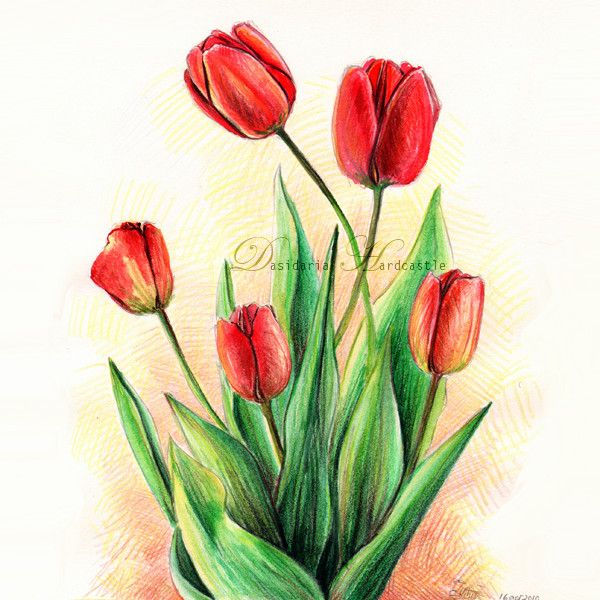 600x600 Tulips