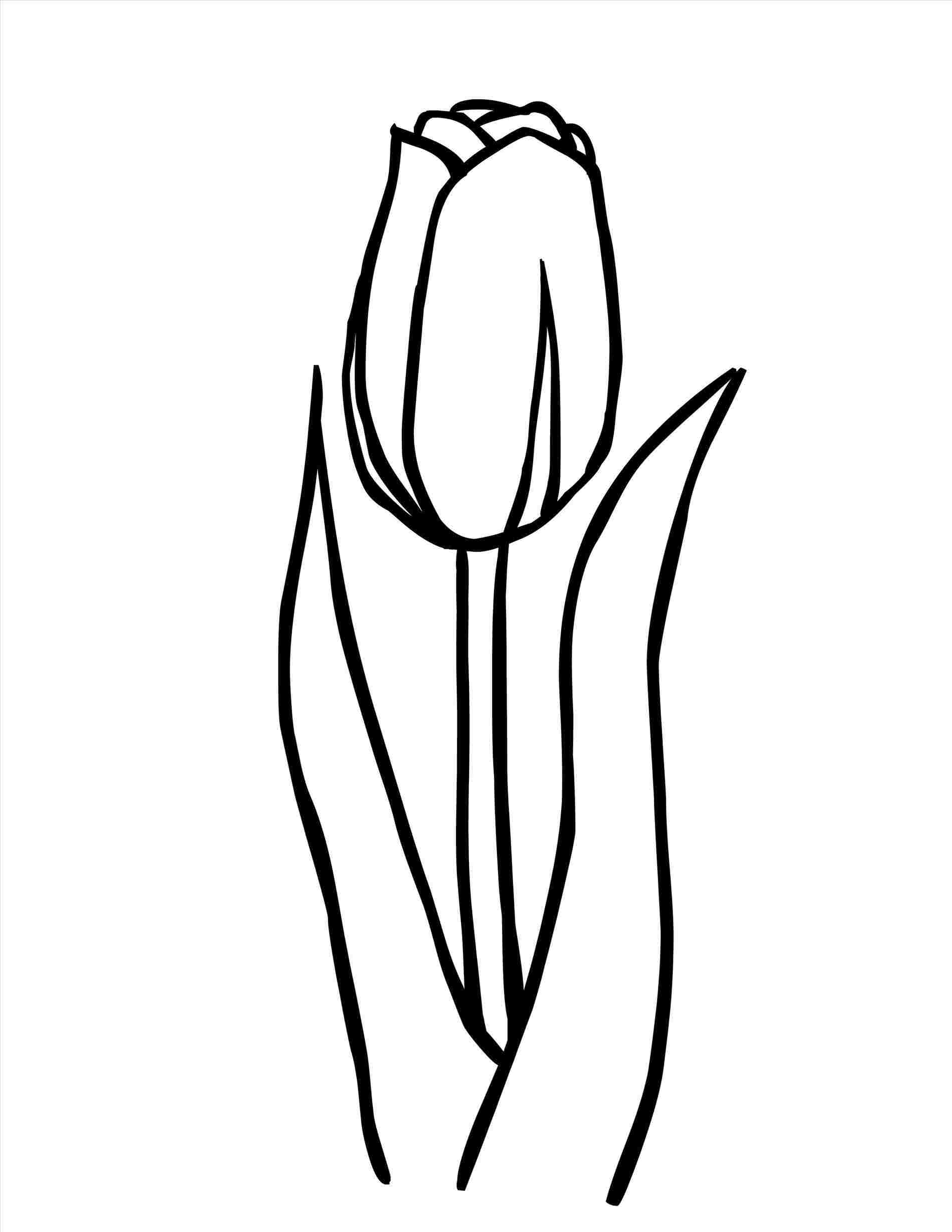 1900x2458 And Sketchesrhpersiakidscom Flowers Easy Tulip Flower Drawing