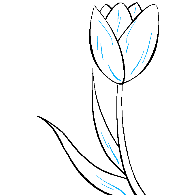 680x678 How To Draw A Tulip Really Easy Drawing Tutorial