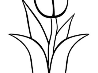320x240 Tulip Drawings Free Tulip Flower Drawing