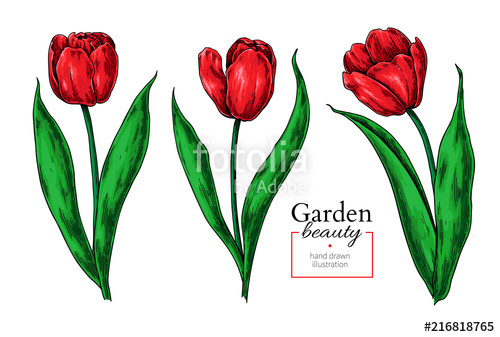500x337 Tulip Flower And Leaves Drawing Vector Hand Drawn Floral Set