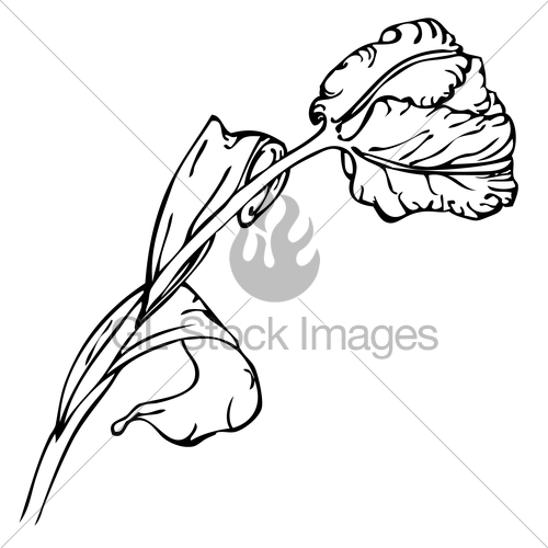 500x500 Vector Hand Drawing Black And White Tulip Flower Gl Stock Images
