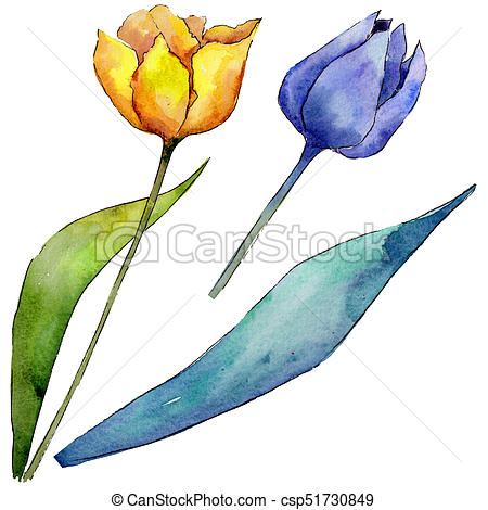 450x470 Wildflower Tulip Flower In A Watercolor Style Isolated Full Name
