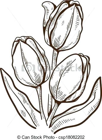 344x470 Draw A Tulip