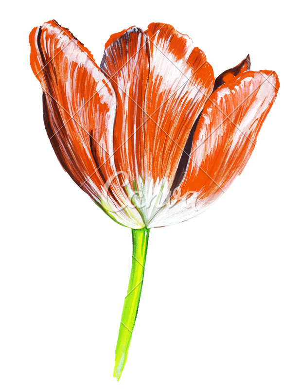 617x800 Collection Of Free Tulip Drawing Artistic Download On Ui Ex