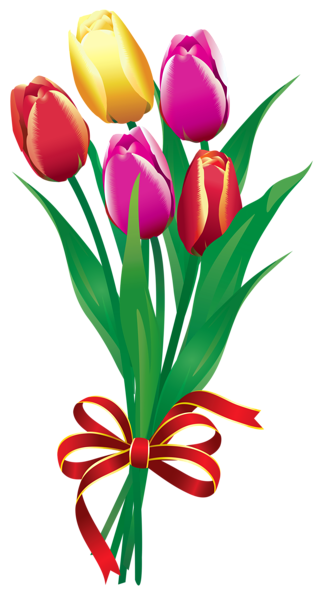 322x600 Petal Drawing Tulip Transparent Png Clipart Free Download