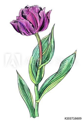 341x500 Purple Tulip, Hand Drawing With Outline On White Background