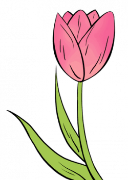 250x353 Stem Drawing Tulip, Picture