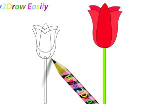 300x210 Tulip Flowers Drawings Tulip Flowers Drawings Tulip Flower Outline