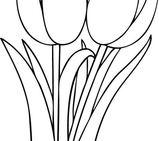 678x600 Tulip Outline Drawing At Getdrawings Com
