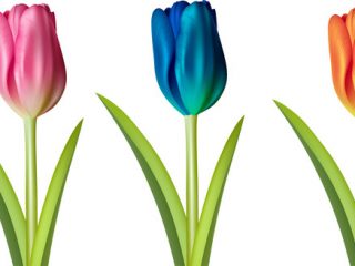 320x240 Tulip Drawings Free Tulip Flower Drawing Outline Free Vector