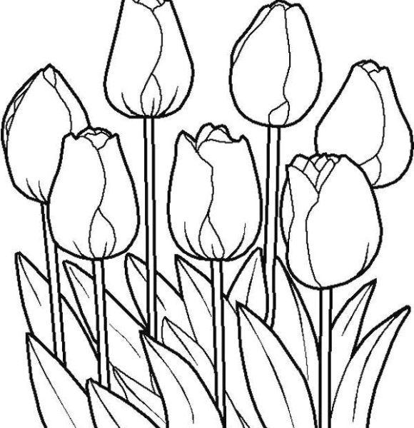 580x600 Tulip Drawings Free Tulip Outline Drawing