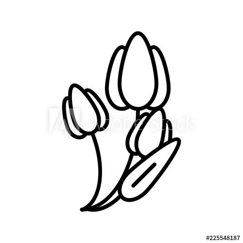 500x500 Tulip Line Icon Flowers Vector Illustration Isolated On White