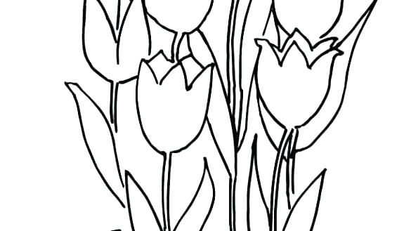 585x329 tulips coloring pages drawing tulip coloring pages tulips flower