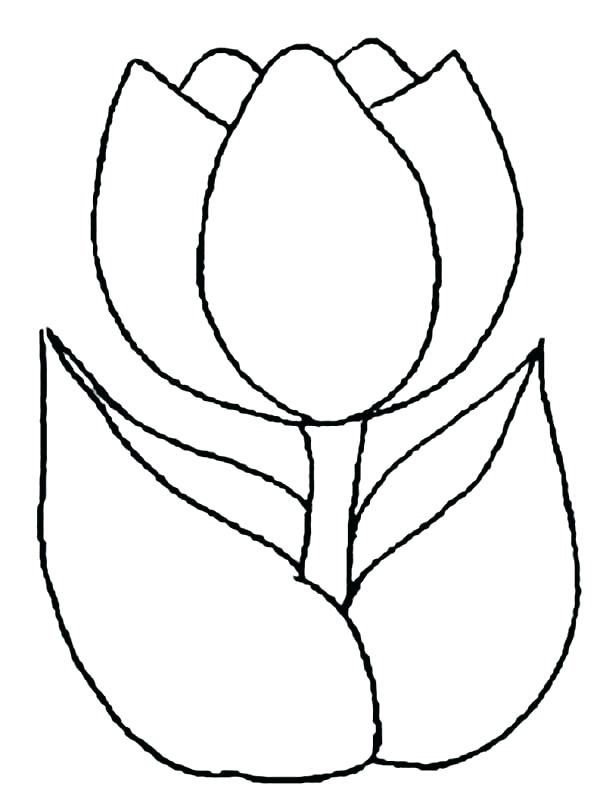 600x811 Tulip Drawing Easy For Free Download