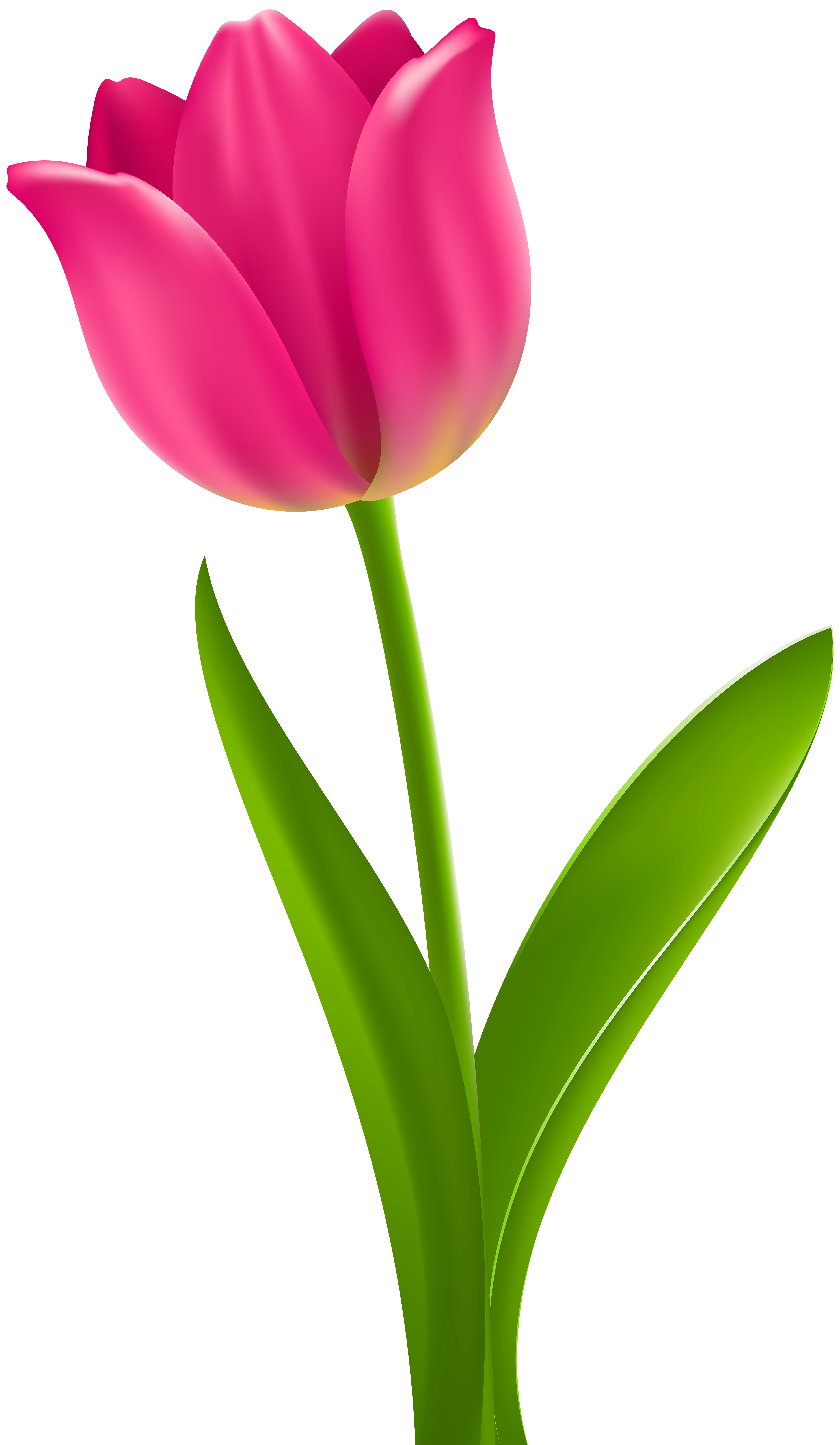 4651x8000 Collection Of Free Tulips Drawing Border Download On Ui Ex