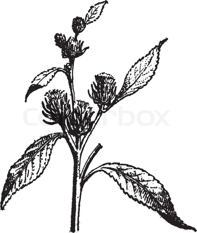 676x800 Tumbleweed Or Kali Sp, Vintage Engraving Stock Vector Colourbox