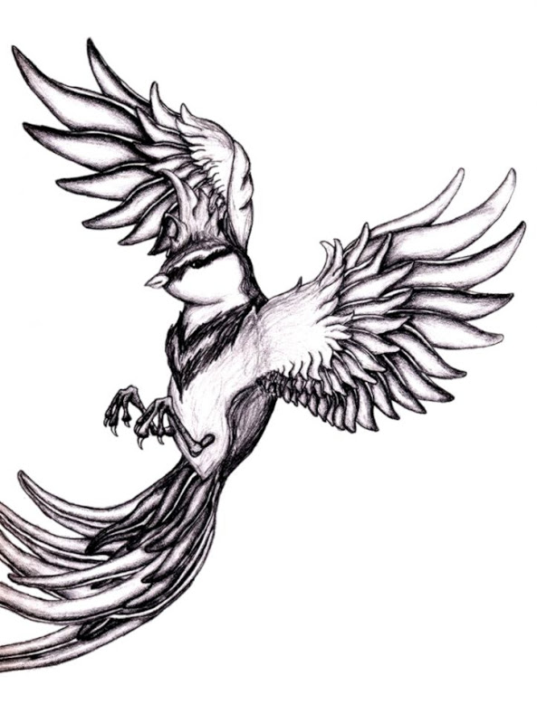 593x800 Bird Drawings Tumblr Wallpapers Jleb