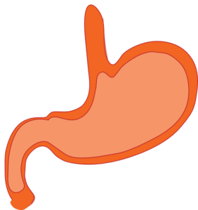 282x299 Collection Of Free Stomach Drawing Cartoon Download On Ui Ex