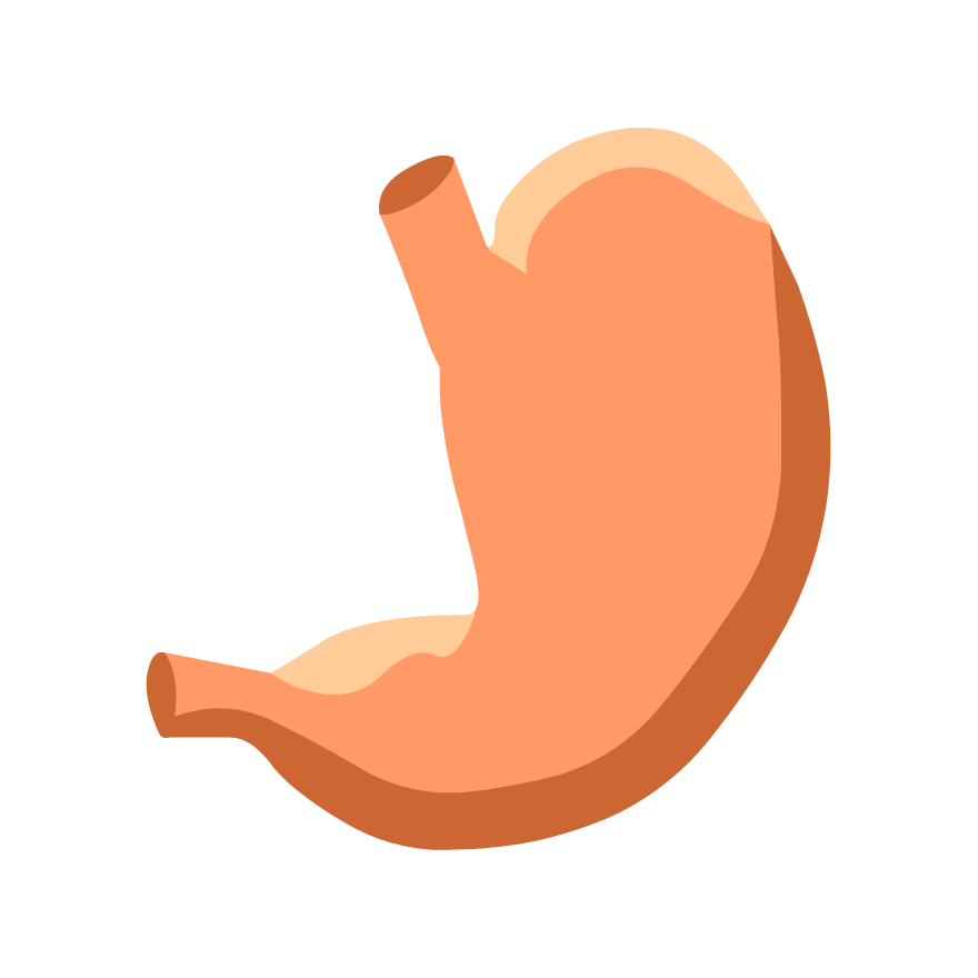 880x880 Collection Of Free Stomach Drawing Label Download On Ui Ex