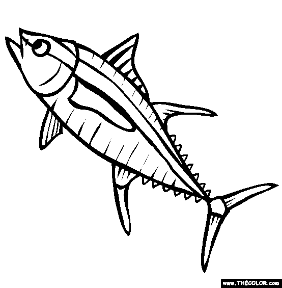 554x565 Cartoon Drawing Of Yellow Fin Tuna