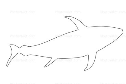 418x279 Tuna Fish Outline, Line Drawing, Shape Images, Photography, Stock